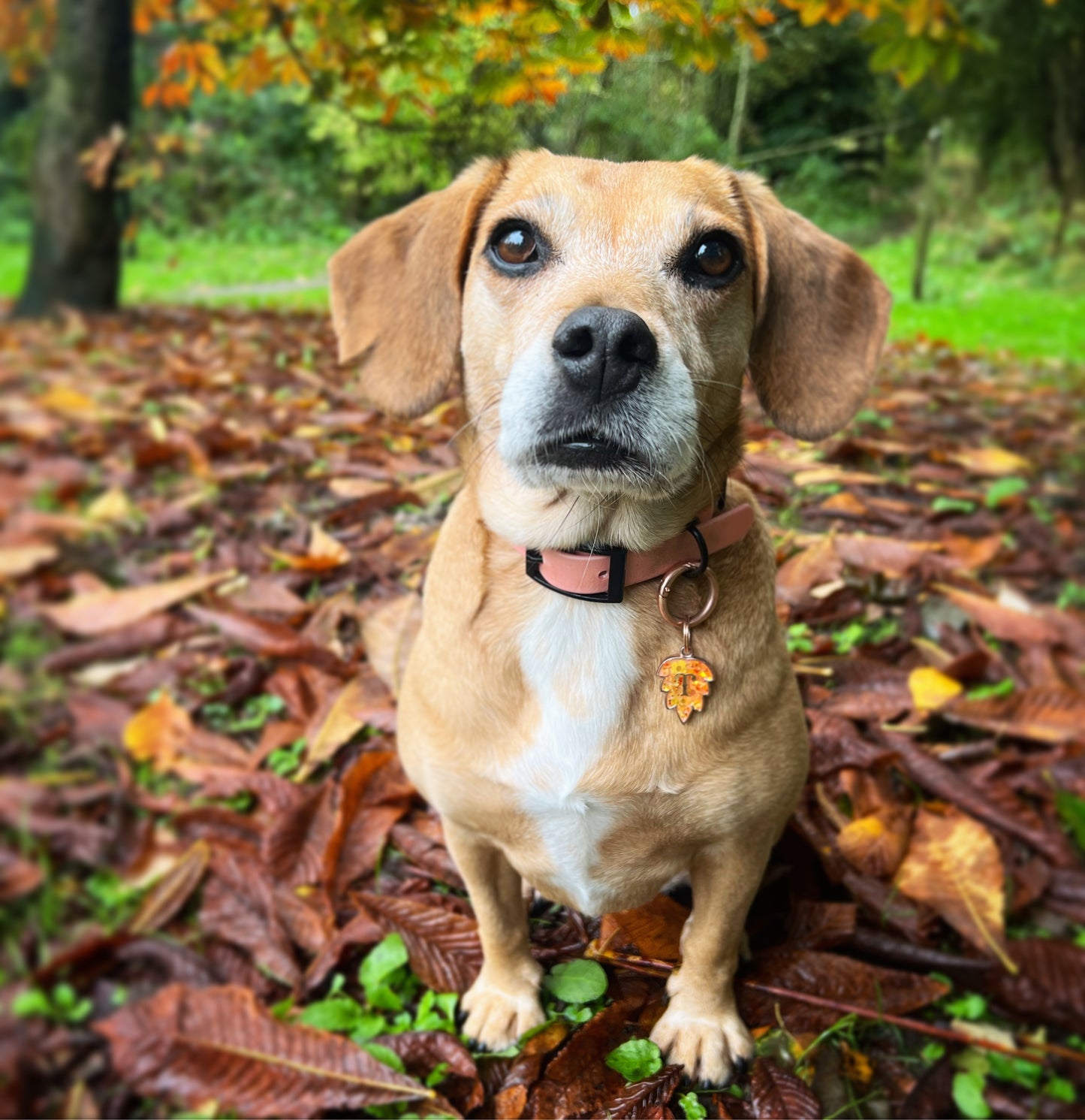 Pumpkin Spice