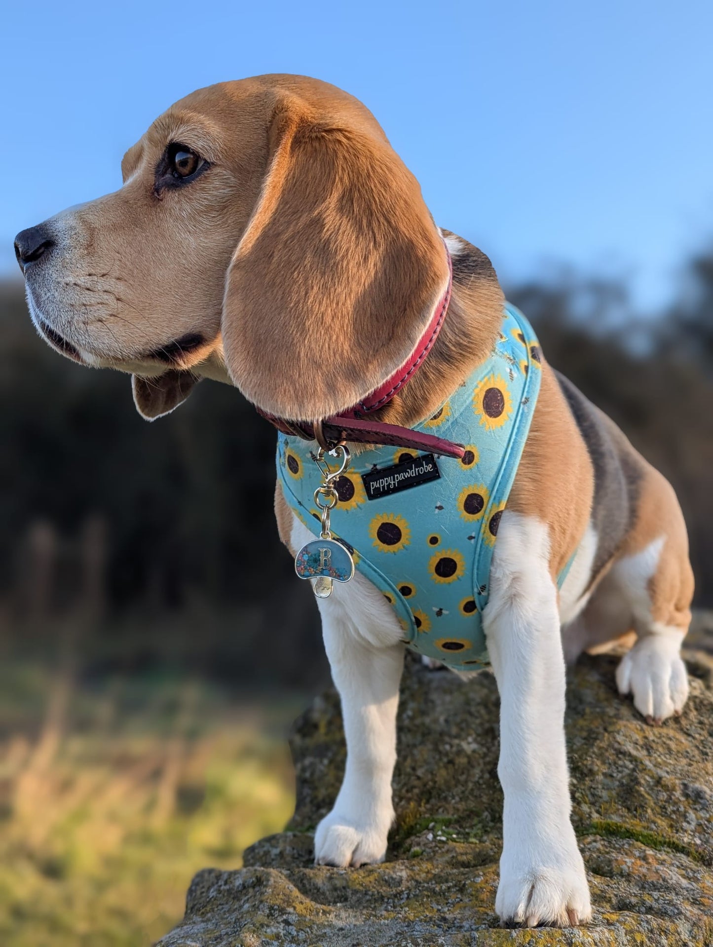 Pastel Mushie