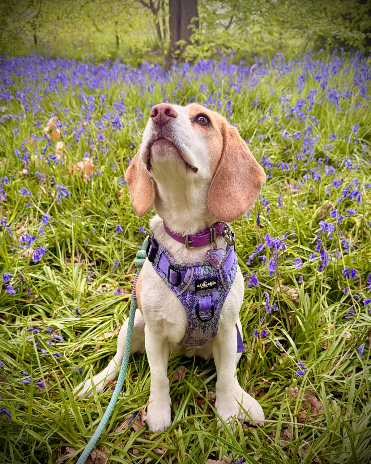 Garden Blossom