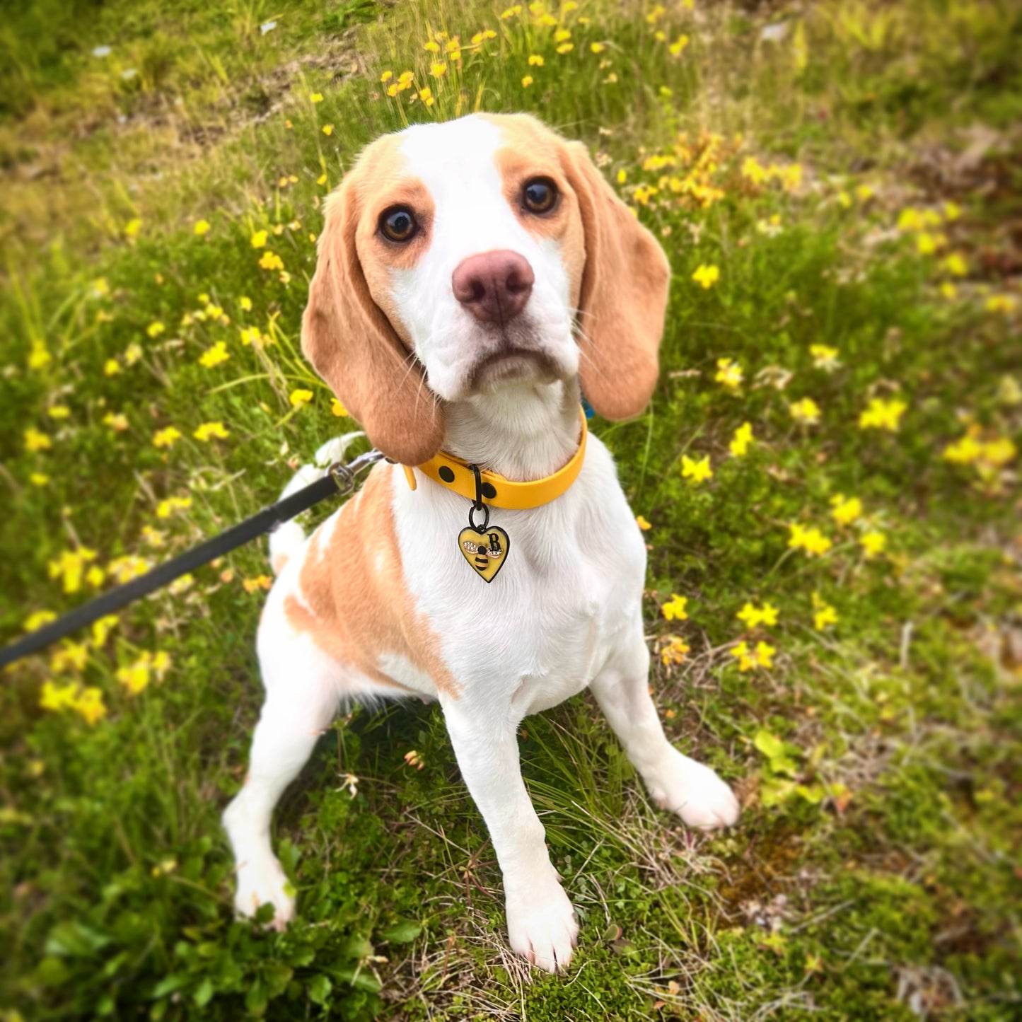 Meant to Bee (Black)